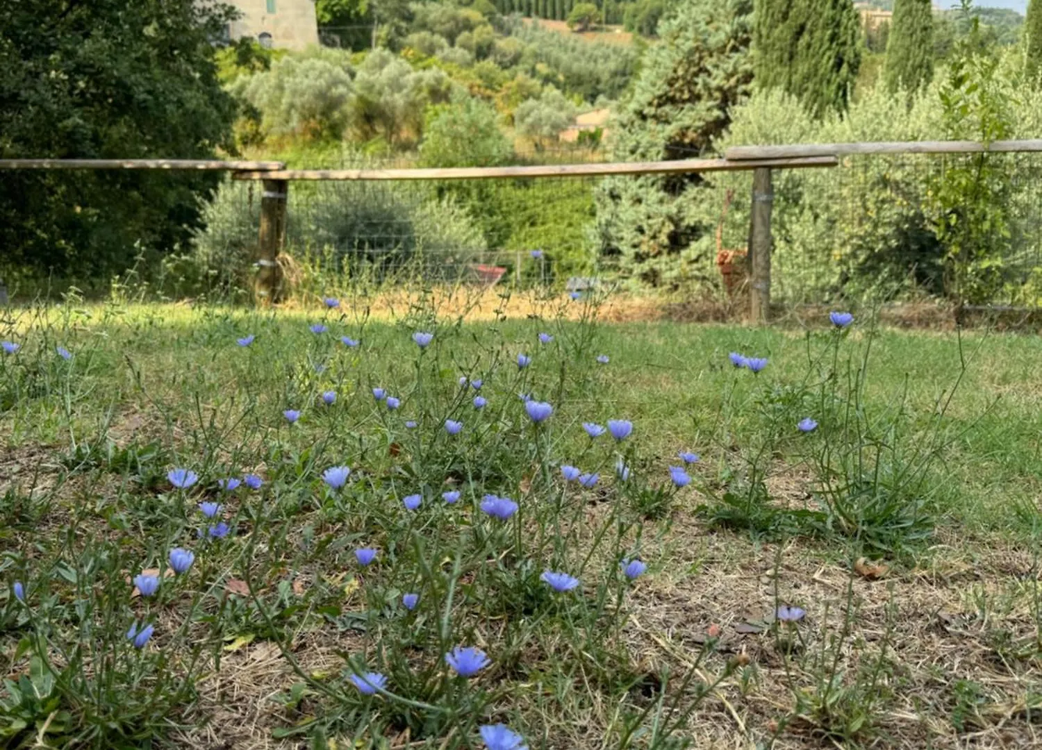 B&B Podere Cottimellino - Montalcino - Val D'Orcia Casa de hóspedes